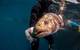 A meagre (Argyrosomus regius) upon release after tagging by members of the European Tracking Network in Portugal. © João Rodrigues