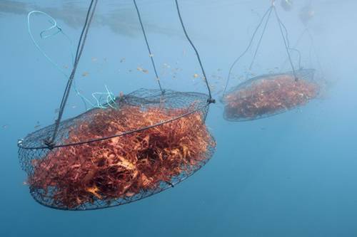 Photo courtesy of Sea Vegetable LLC