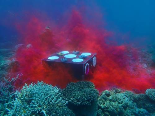Rhodamine dye is a non-toxic tracer commonly used in aquatic systems to study water movement. In the seed box trial, rhodamine is used to understand patterns of water flow with sensors and drones. The dye helps (i) visualise how long water—and therefore larvae—stay in the area before dispersing, and (ii) track where and how quickly water (and larvae) move after release. Image: G Carlin/CSIRO