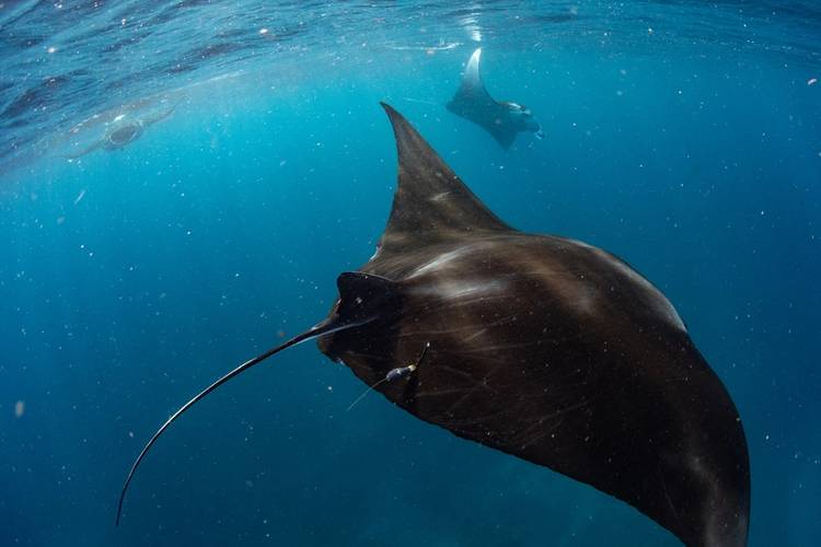 A tag secured on a manta in South Africa after it's been deployed. © Ryan Daly