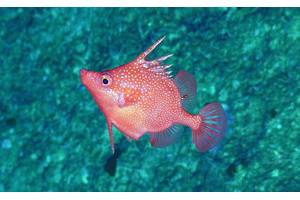 A striking image of Hollardia goslinei. This is a species of deep-water spike fish native to Hawaii. ROV footage of this species occurring in Australia puts it very far away from its known 'home' range. © Schmidt Ocean Institute  